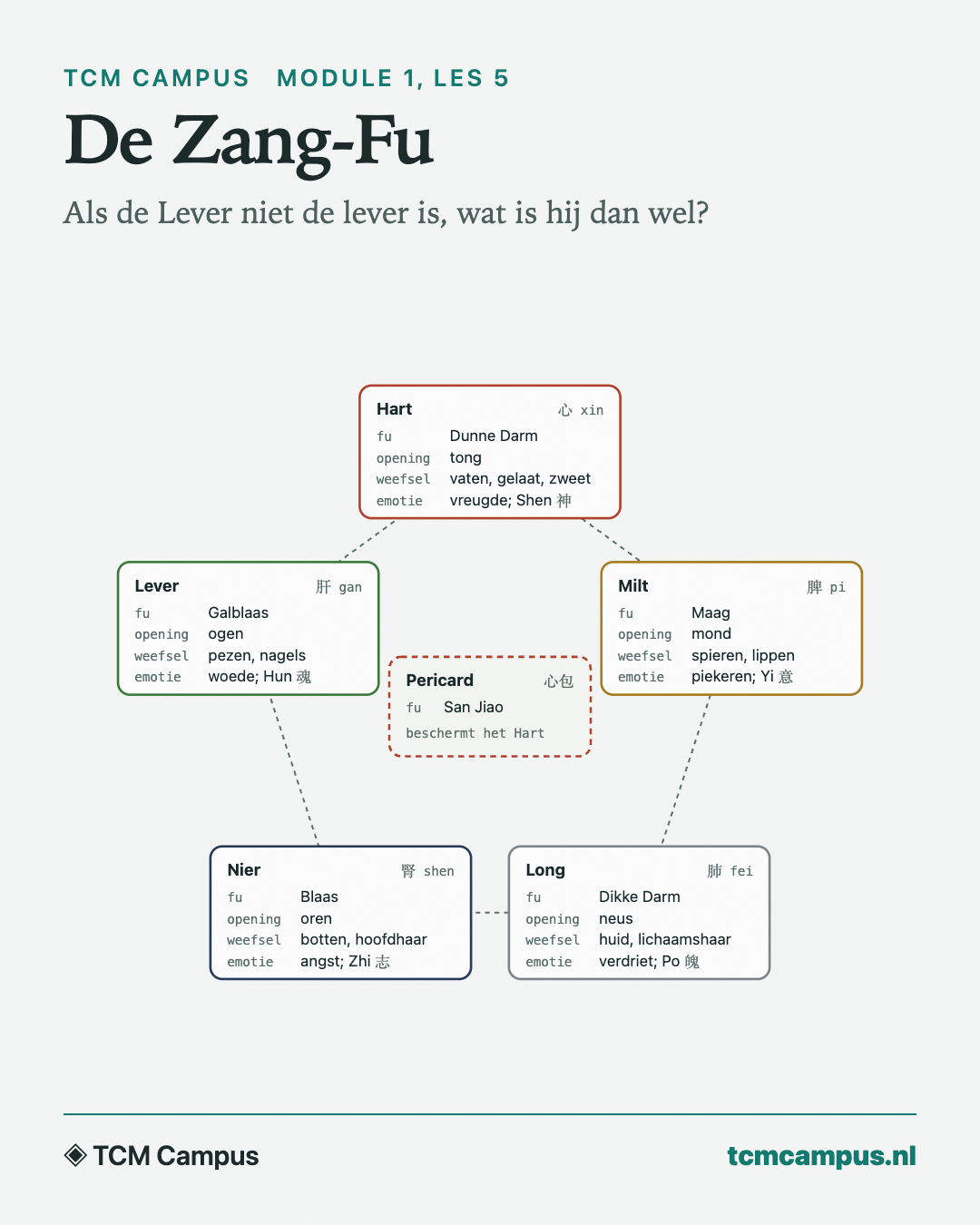 De Zang-Fu: Als de Lever niet de lever is, wat is hij dan wel?