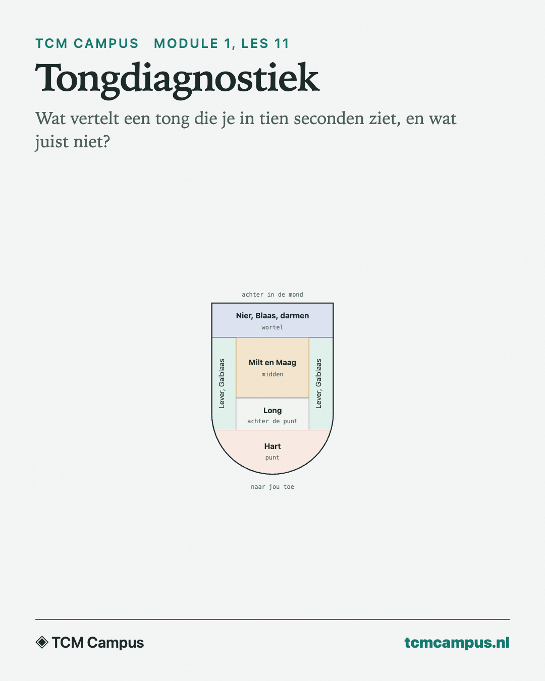 Tongdiagnostiek: Wat vertelt een tong die je in tien seconden ziet, en wat juist niet?