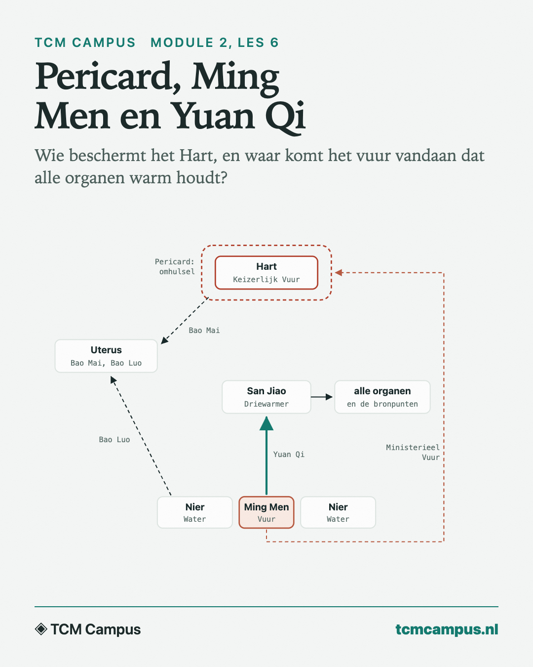 Pericard, Ming Men en Yuan Qi: Wie beschermt het Hart, en waar komt het vuur vandaan dat alle organen warm houdt?