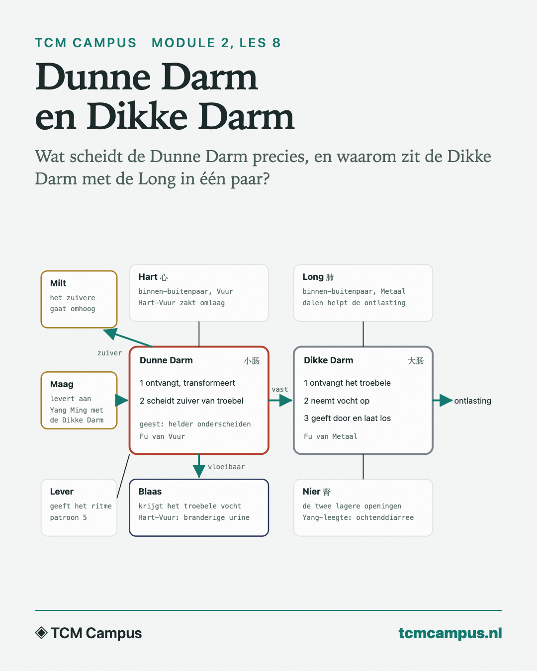 Dunne Darm en Dikke Darm: Wat scheidt de Dunne Darm precies, en waarom zit de Dikke Darm met de Long in één paar?