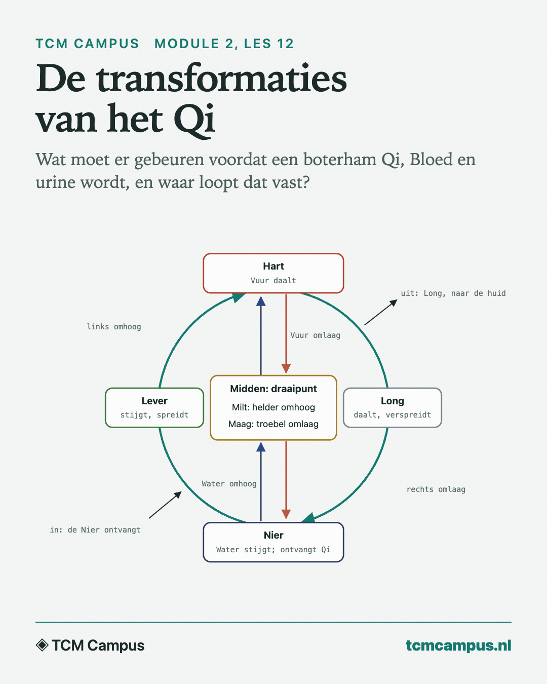 De transformaties van het Qi: Wat moet er gebeuren voordat een boterham Qi, Bloed en urine wordt, en waar loopt dat vast?