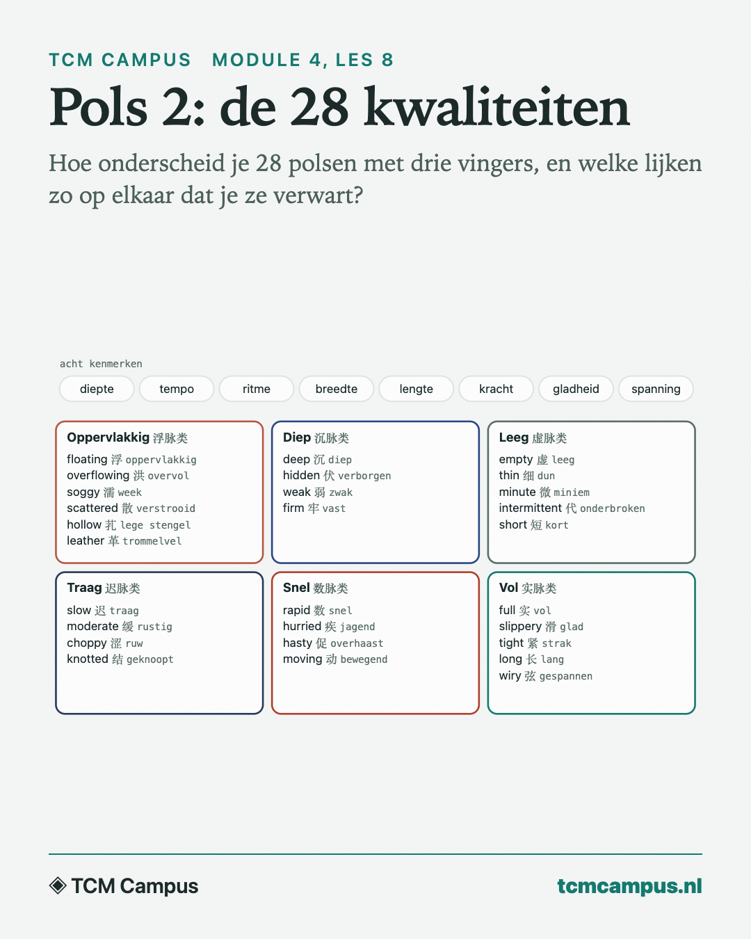 Pols 2: de 28 kwaliteiten: Hoe onderscheid je 28 polsen met drie vingers, en welke lijken zo op elkaar dat je ze verwart?