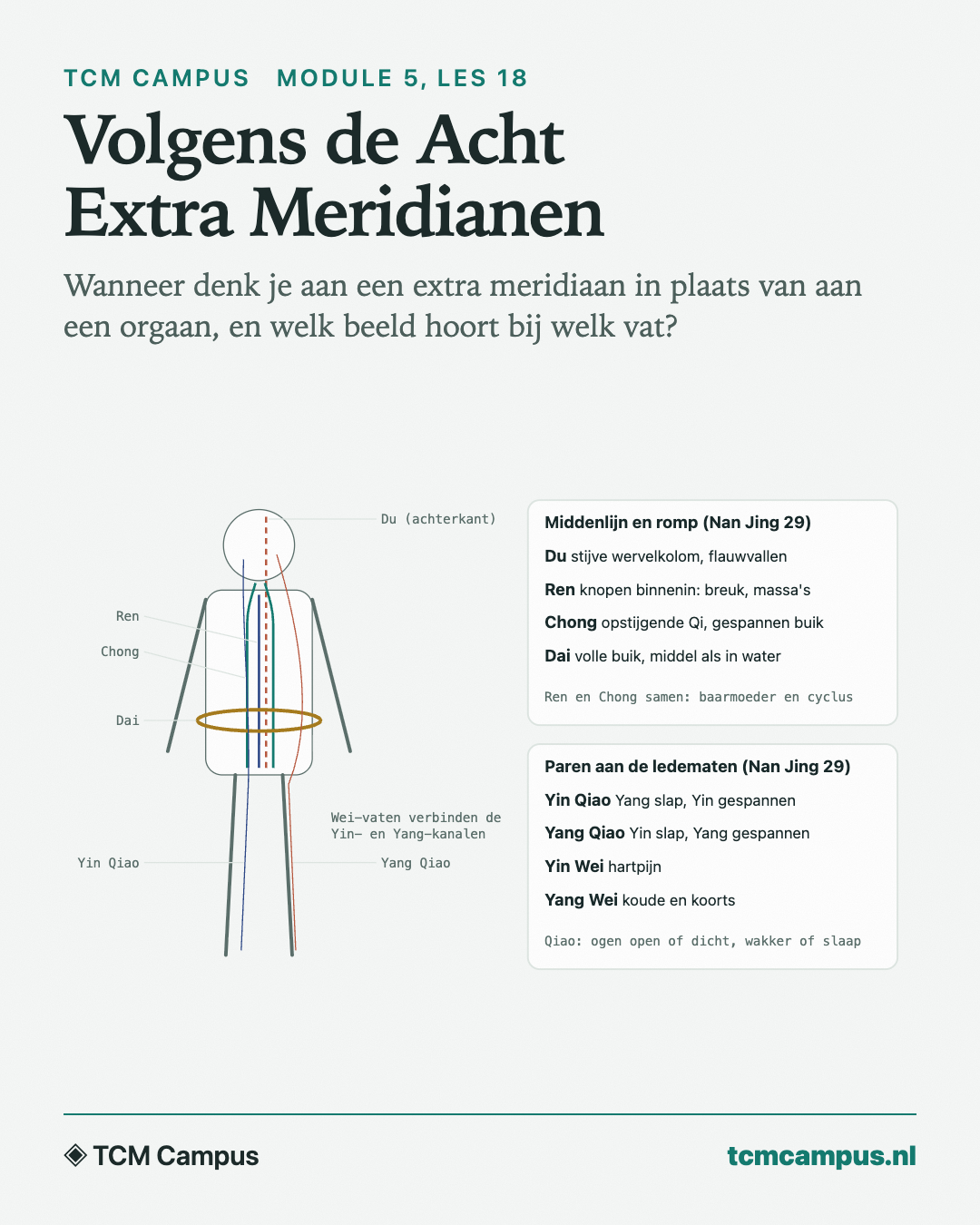 Volgens de Acht Extra Meridianen: Wanneer denk je aan een extra meridiaan in plaats van aan een orgaan, en welk beeld hoort bij welk vat?
