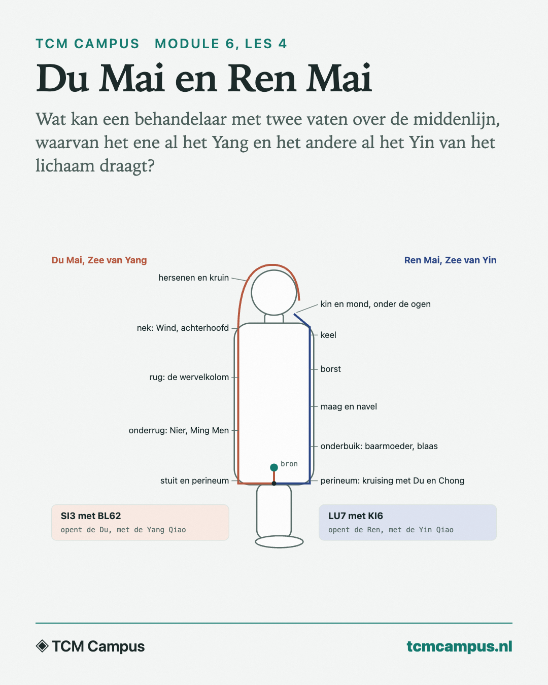 Du Mai en Ren Mai: Wat kan een behandelaar met twee vaten over de middenlijn, waarvan het ene al het Yang en het andere al het Yin van het lichaam draagt?