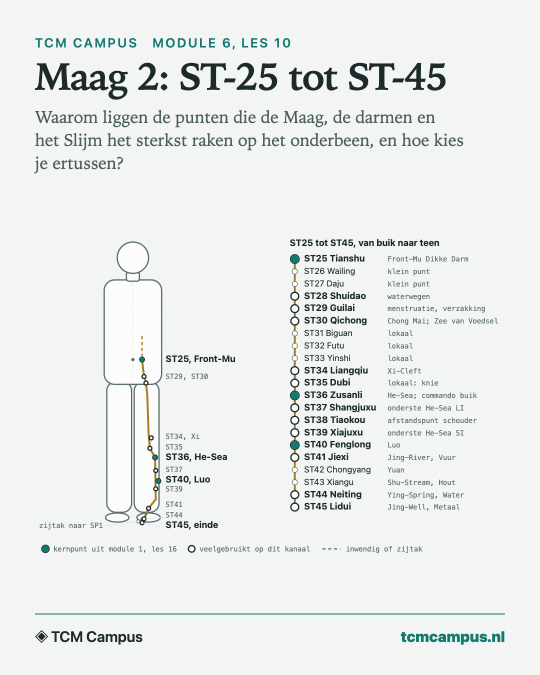 Maag 2: ST-25 tot ST-45: Waarom liggen de punten die de Maag, de darmen en het Slijm het sterkst raken op het onderbeen, en hoe kies je ertussen?
