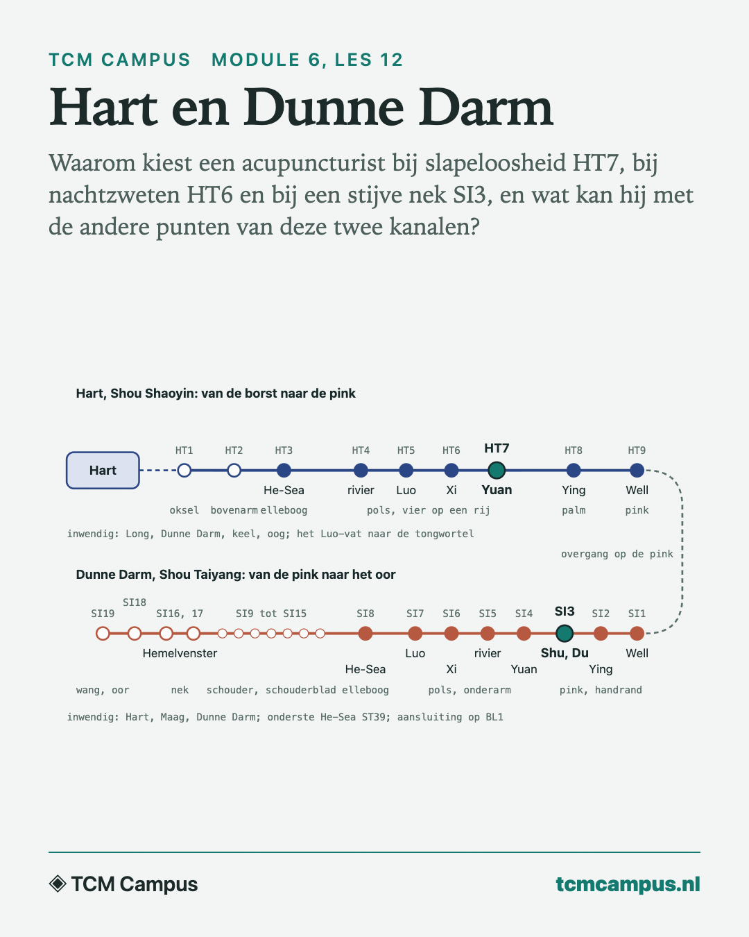 Hart en Dunne Darm: Waarom kiest een acupuncturist bij slapeloosheid HT7, bij nachtzweten HT6 en bij een stijve nek SI3, en wat kan hij met de andere punten van deze twee kanalen?