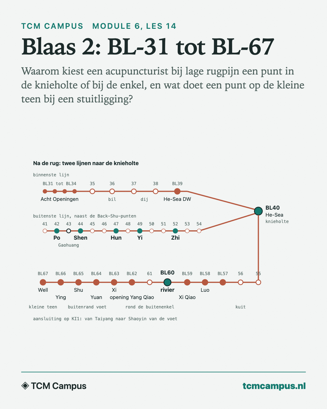 Blaas 2: BL-31 tot BL-67: Waarom kiest een acupuncturist bij lage rugpijn een punt in de knieholte of bij de enkel, en wat doet een punt op de kleine teen bij een stuitligging?