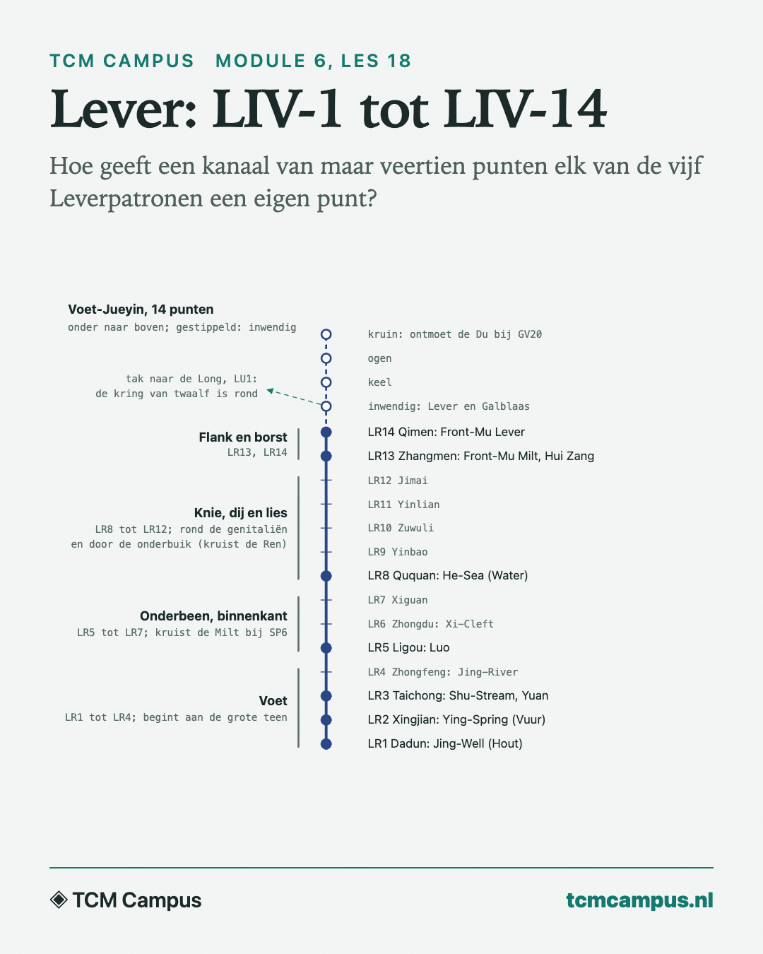 Lever: LIV-1 tot LIV-14: Hoe geeft een kanaal van maar veertien punten elk van de vijf Leverpatronen een eigen punt?