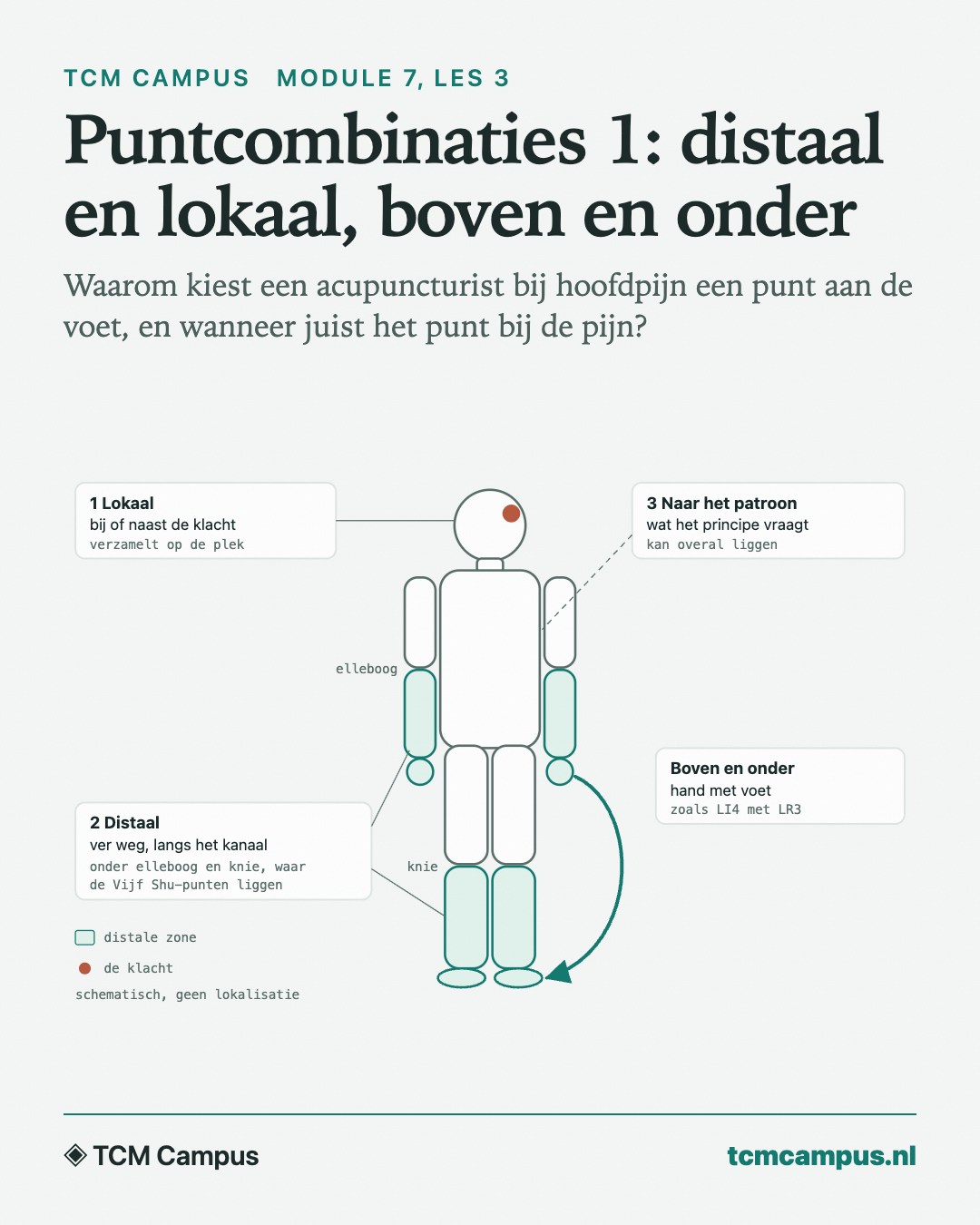 Puntcombinaties 1: distaal en lokaal, boven en onder: Waarom kiest een acupuncturist bij hoofdpijn een punt aan de voet, en wanneer juist het punt bij de pijn?